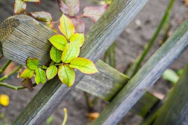 Деревянные заборы: выбор материалов и уход